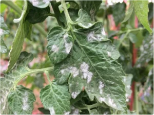plant diseases
