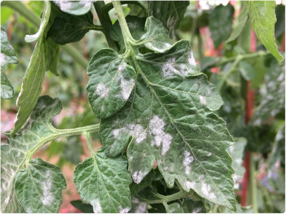 plant diseases