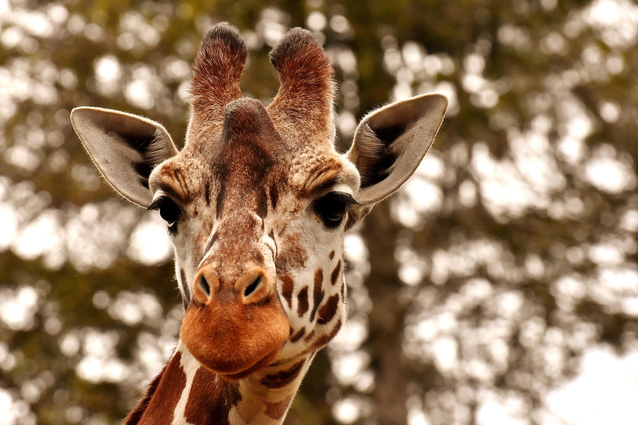 giraffe-3344366_1280