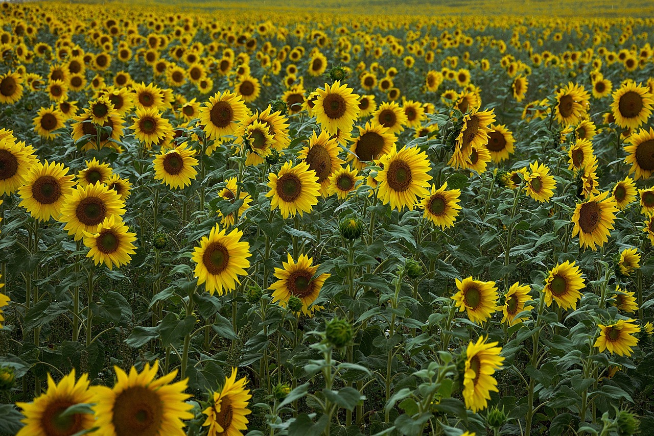 sunflowers-4386505_1280