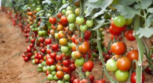 tomato-farm-1296x700