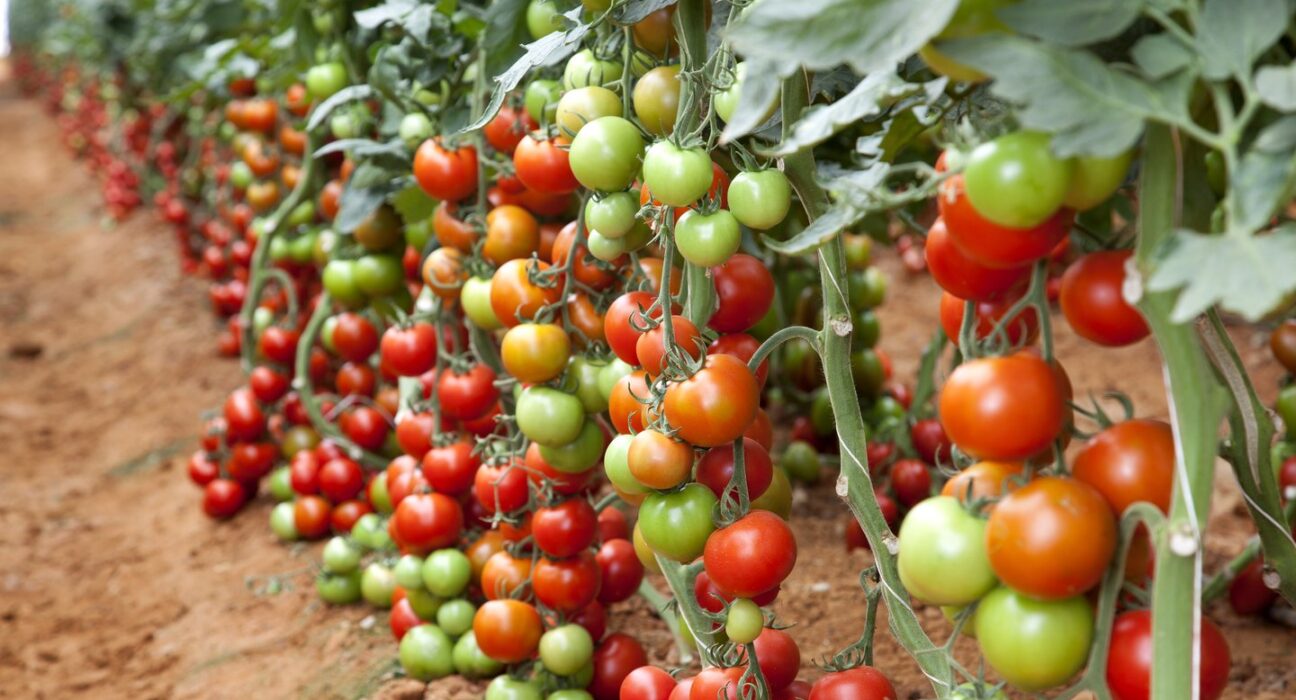 tomato-farm-1296x700